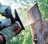 Best Tree Removal  in Johnson City, NY