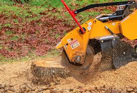 Best Tree Cabling and Bracing  in Johnson City, NY