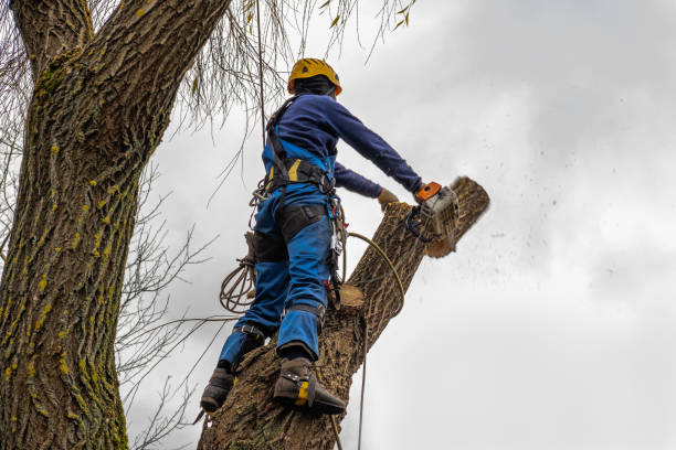 Best Aeration Services  in Johnson City, NY