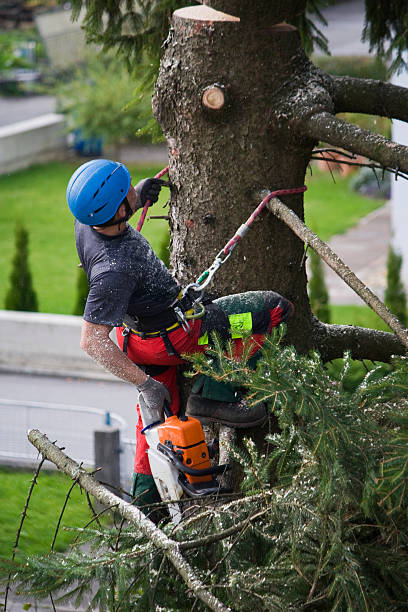 Best Tree Preservation Services  in Johnson City, NY